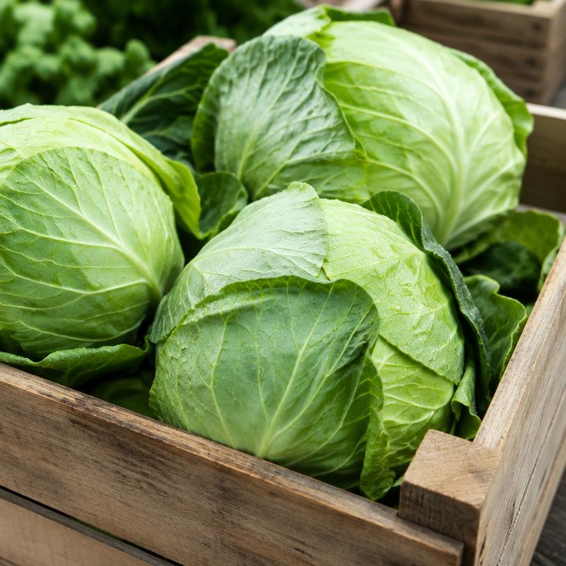 Fresh cabbage
